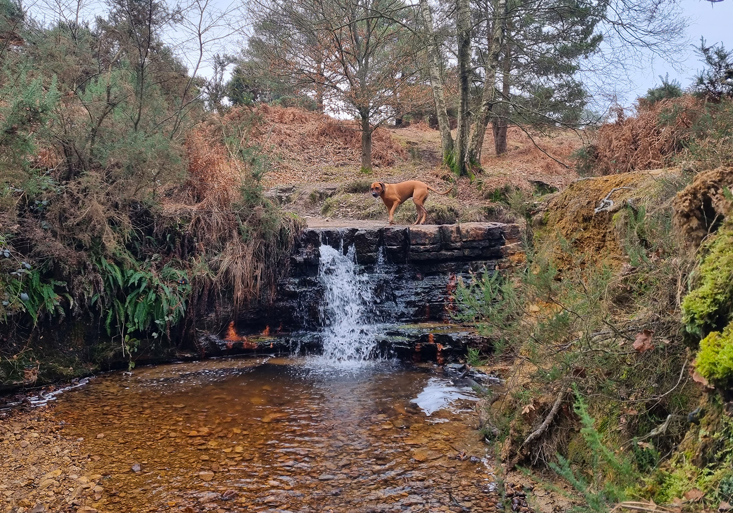 dog-walk-at-ashdown-forest-garden-of-eden-waterfall